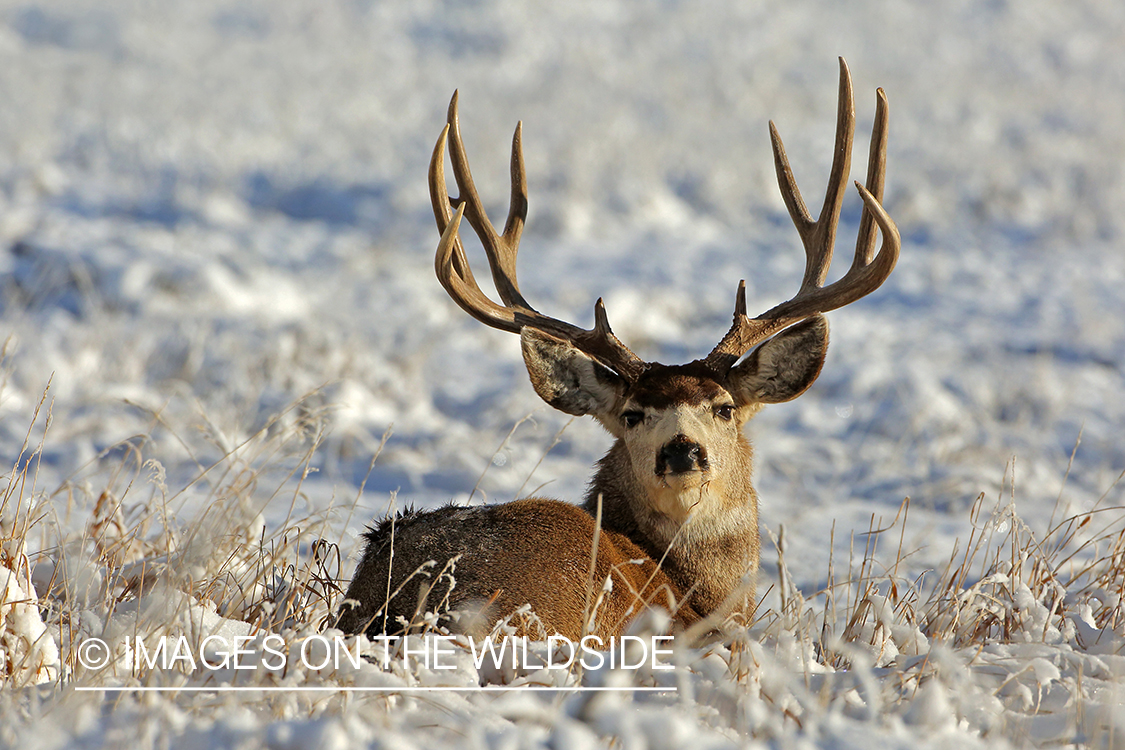 Mule deer buck in snow.