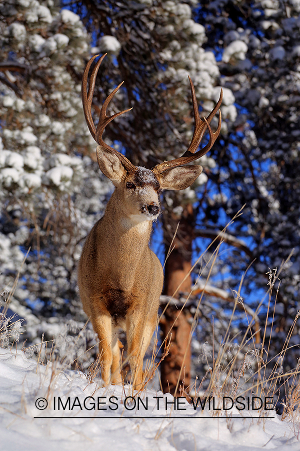 Mule deer in winter habitat.