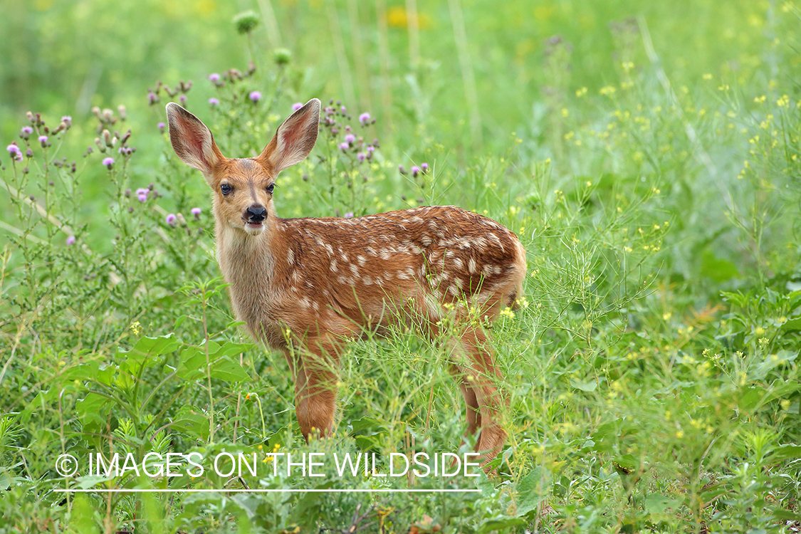 Mule Deer Fawn.