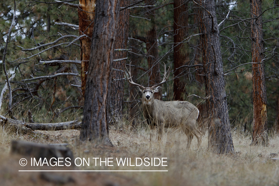 Mule deer buck in field.