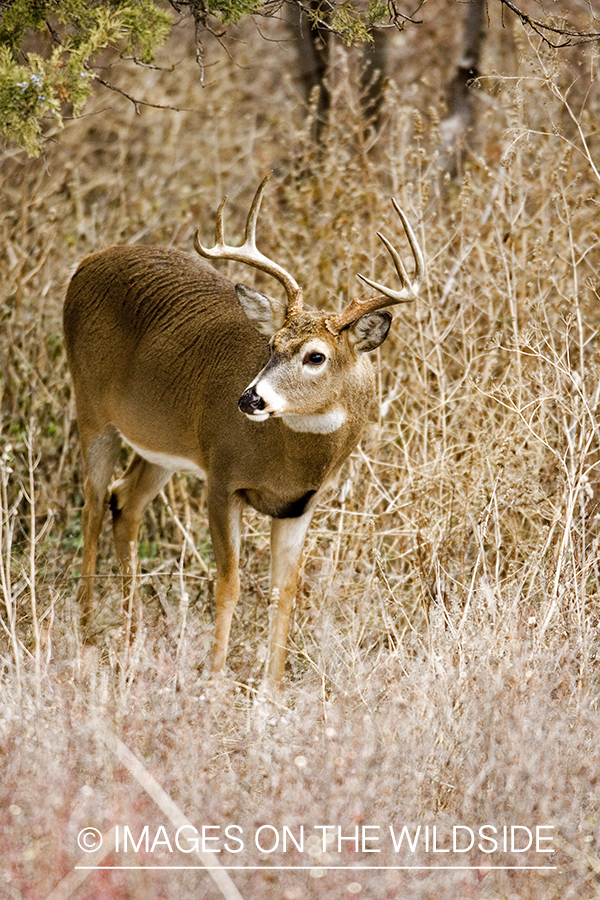 White-tailed buck.