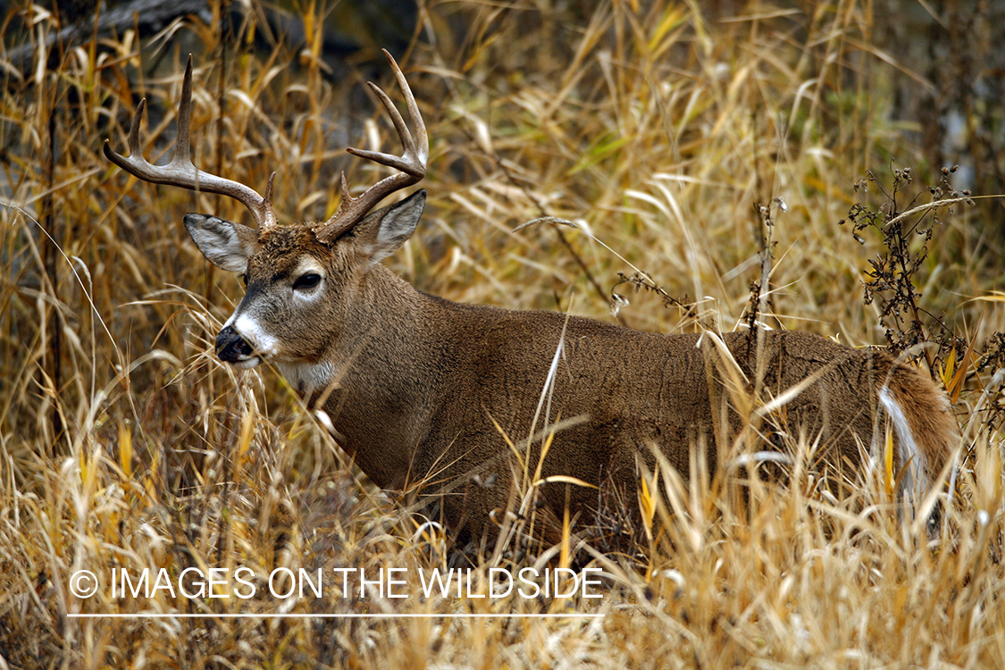 Whitetail Buck