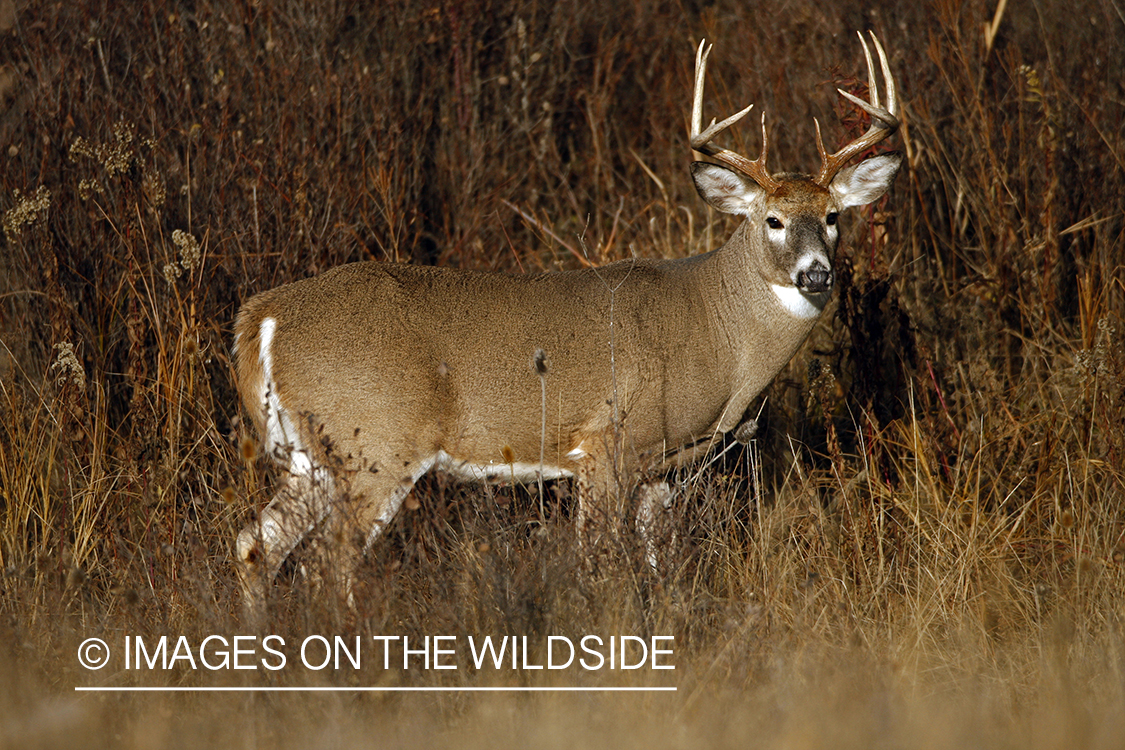 Whitetail Buck