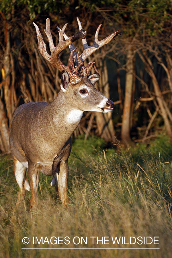 Whitetail buck shedding velvet