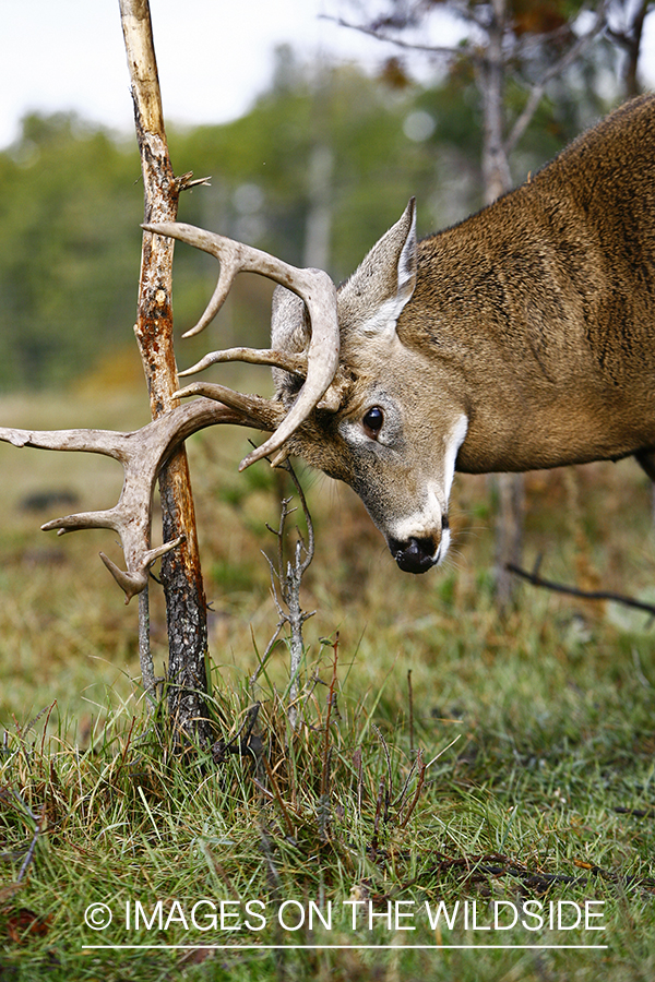 Whitetail buck rubbing antlers on tree.