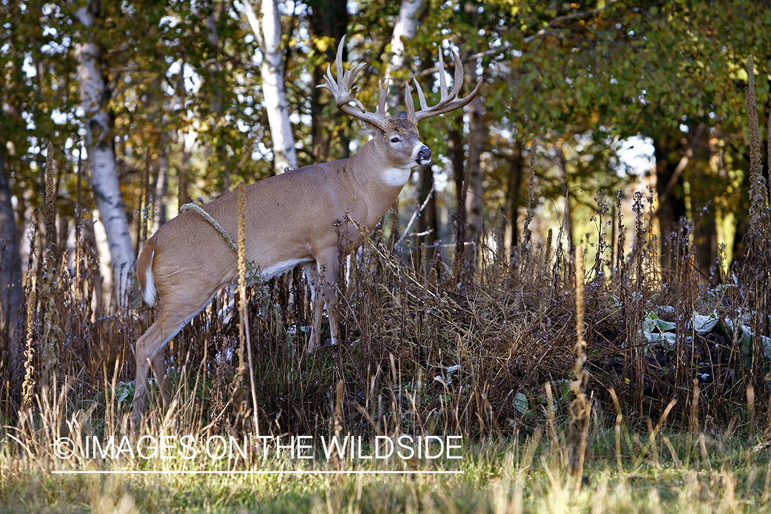 Whitetail buck in habitat