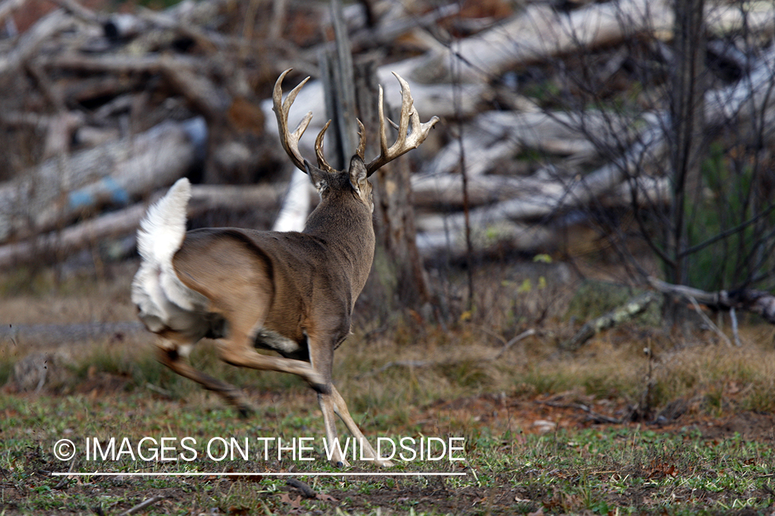 Whitetail buck running in habitat