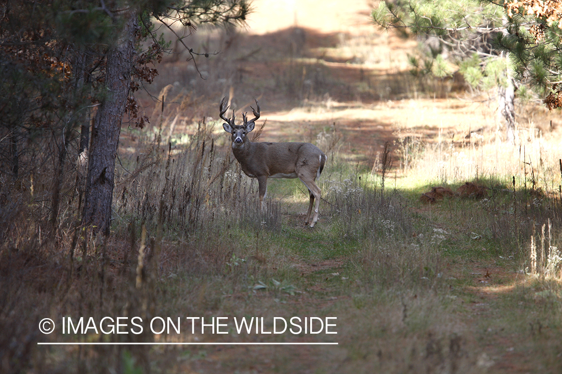 Whitetail buck in habitat.