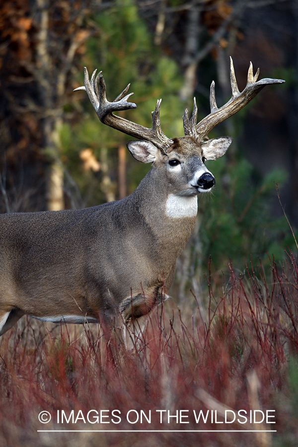 Whitetail buck in habitat.