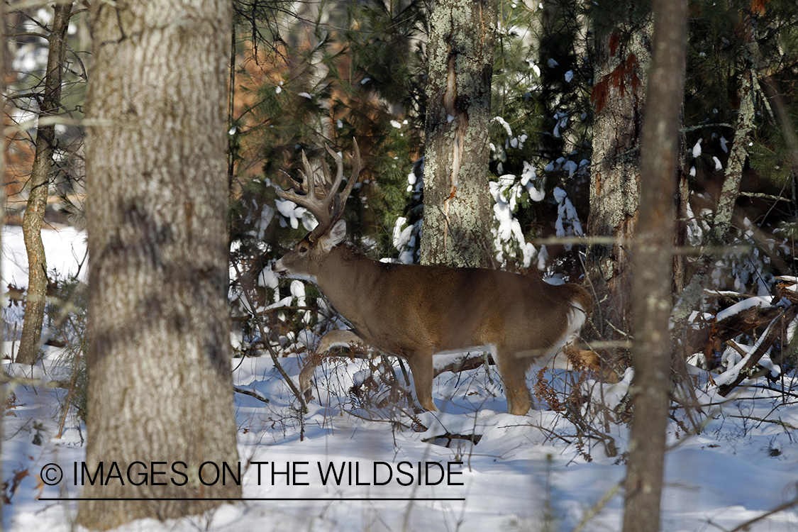 White-tailed buck in habitat.