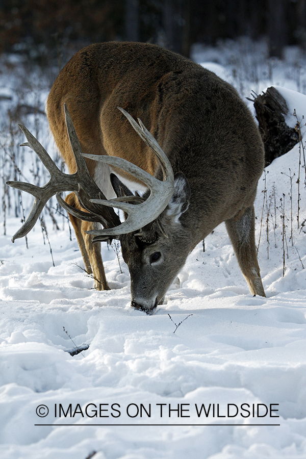 White-tailed buck in habitat.