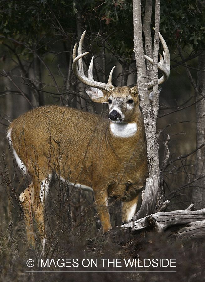 Whitetail Deer; Montana; 2009 (Original image # 00271-040.13D)