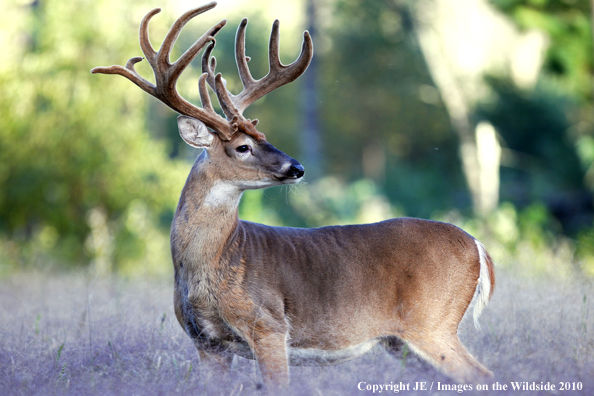 White-tailed buck in habitat in the velvet