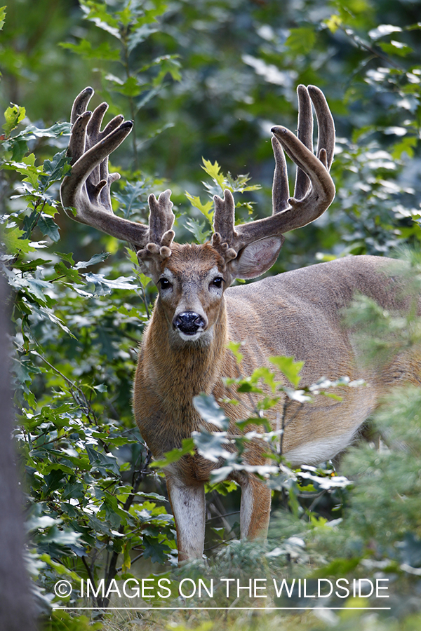 White-tailed buck in velvet 