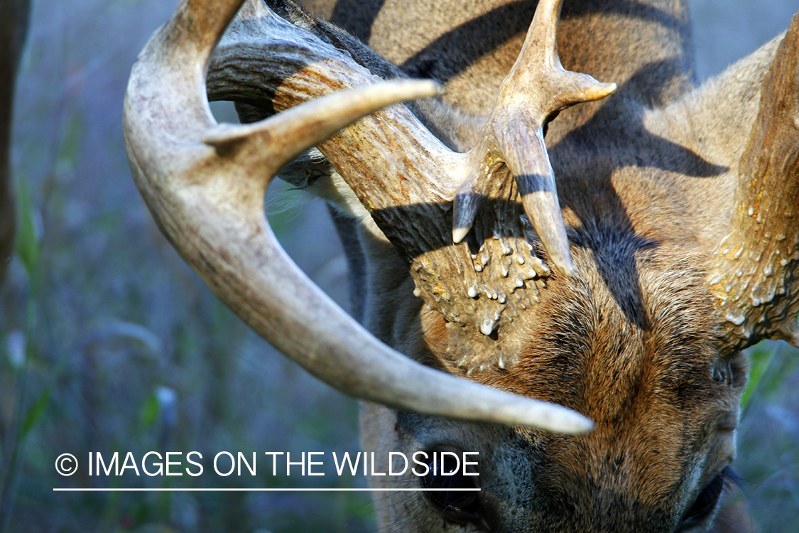 White-tailed buck in habitat. *