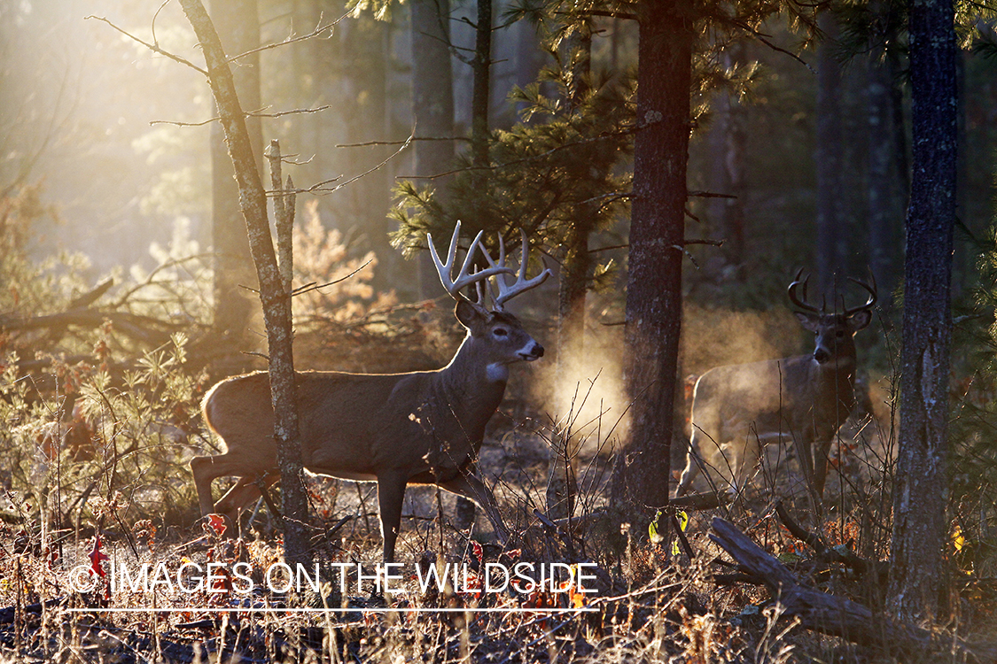 White-tailed bucks in habitat. *