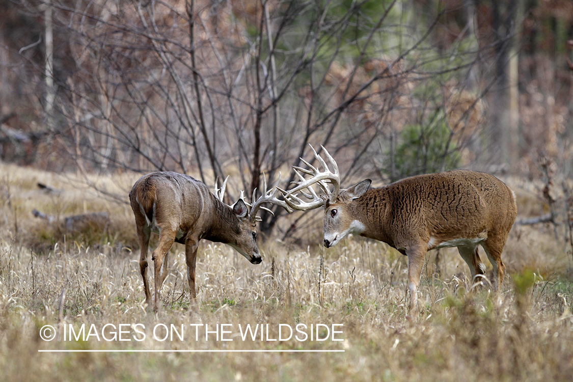 White-tailed bucks fighting in habitat. *