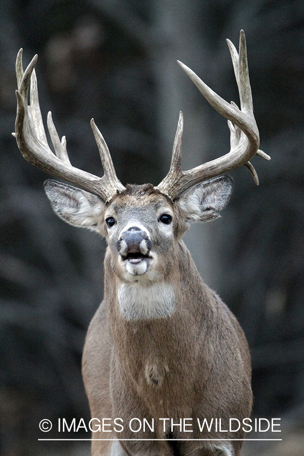 White-tailed buck in habitat. 