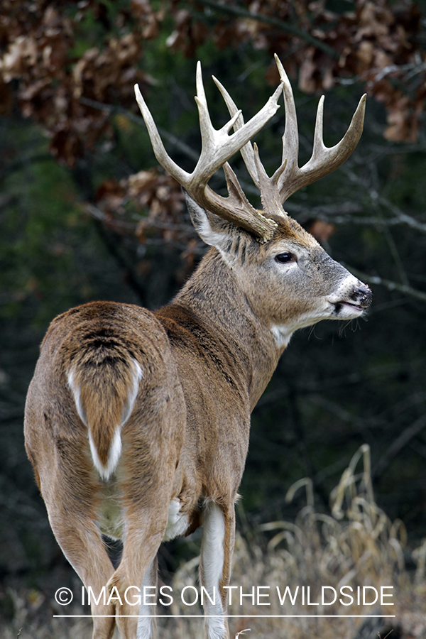 White-tailed buck in habitat. *