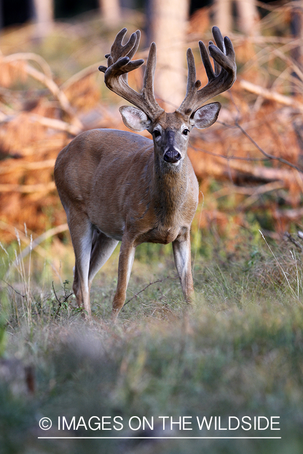 White-tailed buck in velvet.  