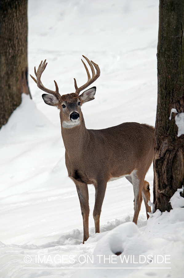 White-tailed buck in winter. 