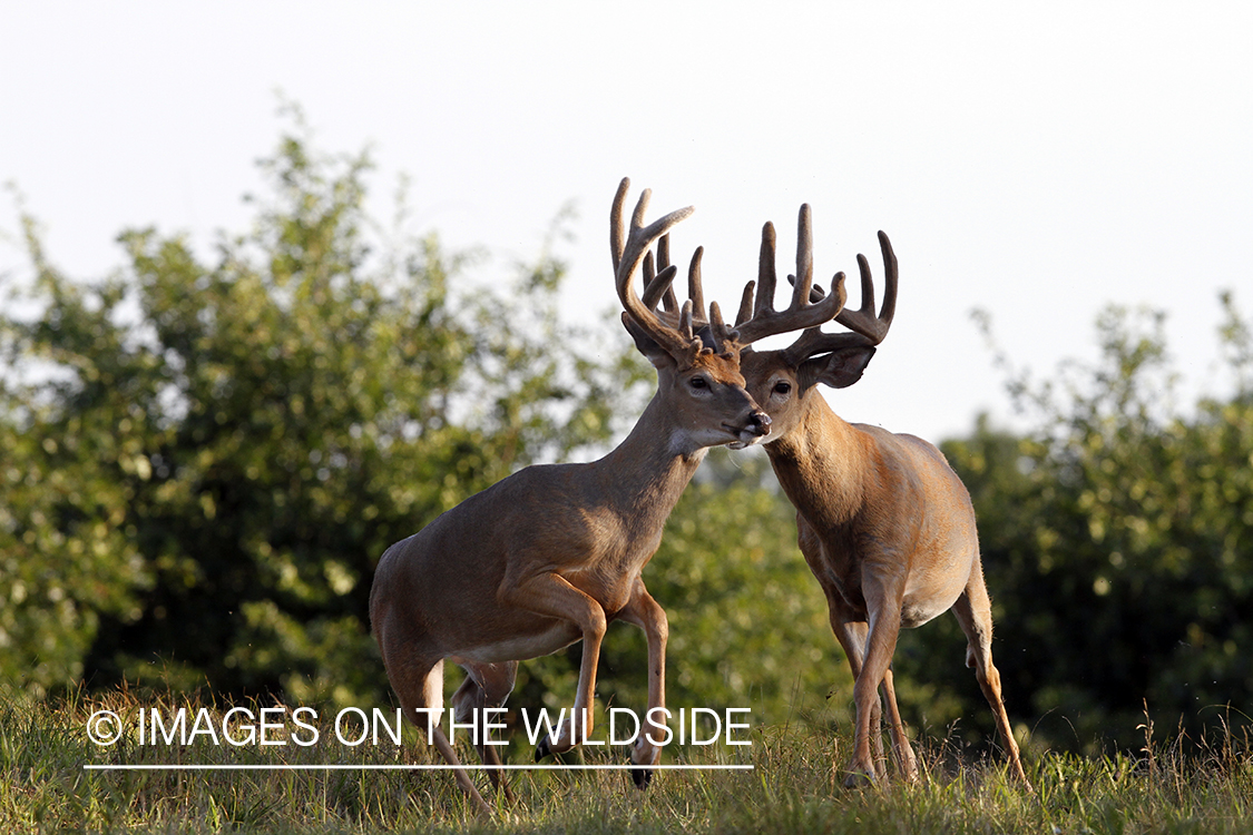 White-tailed bucks in velvet.  