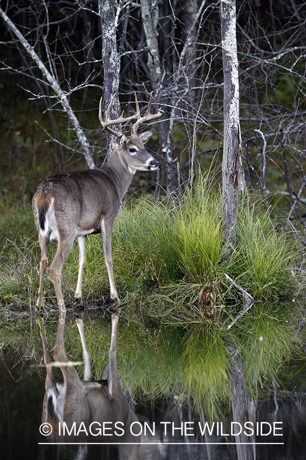 White-tailed buck with reflection. 