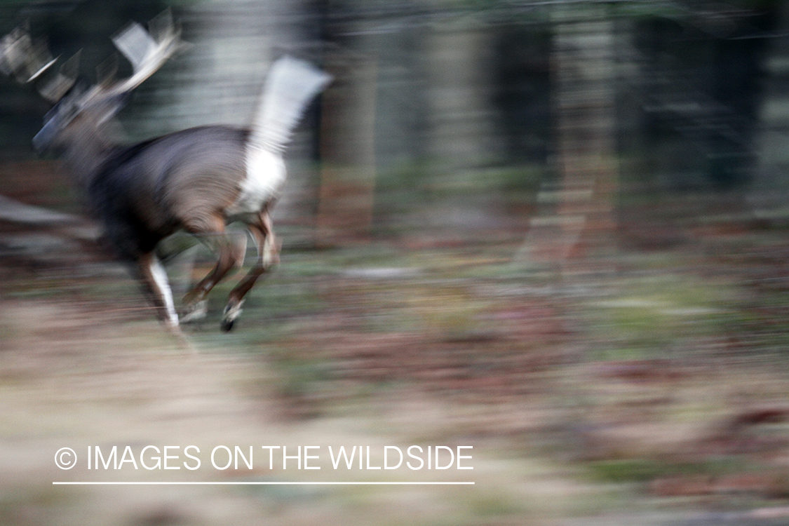 White-tailed buck flagging tail. 