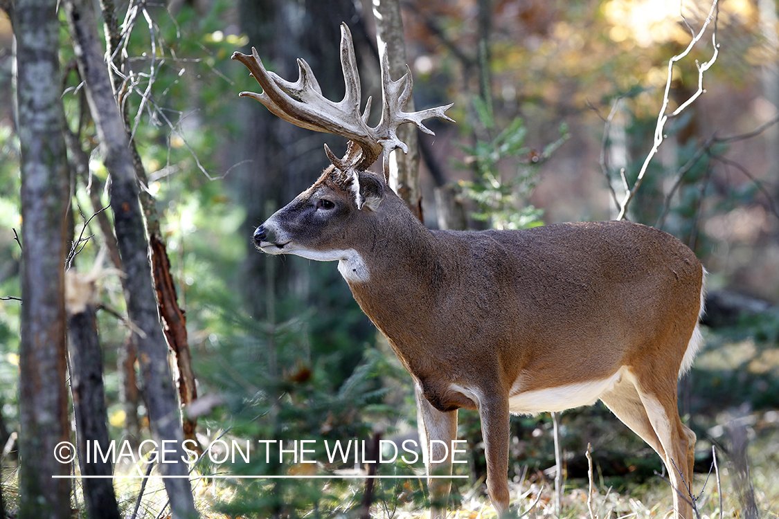 White-tailed buck in habitat. 