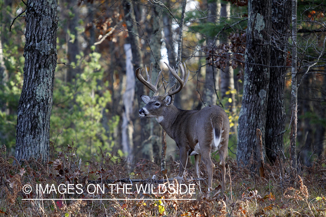 White-tailed buck in habitat.  