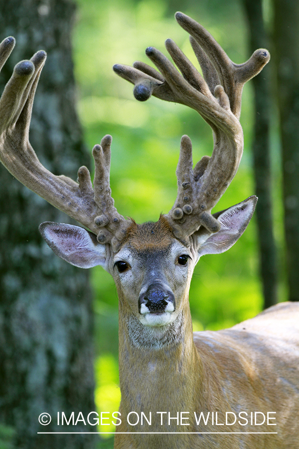 White-tailed buck in velvet.