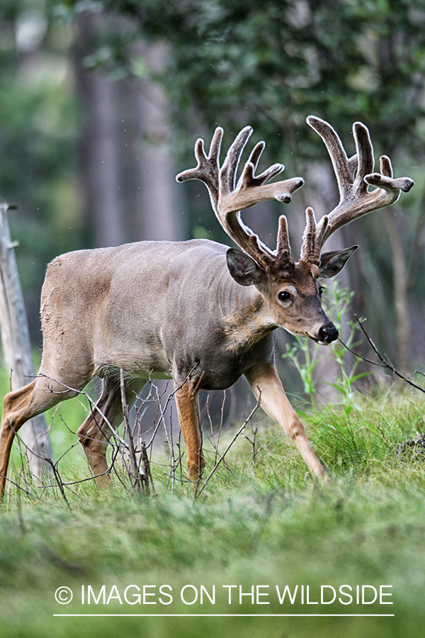 White-tailed buck in habitat.