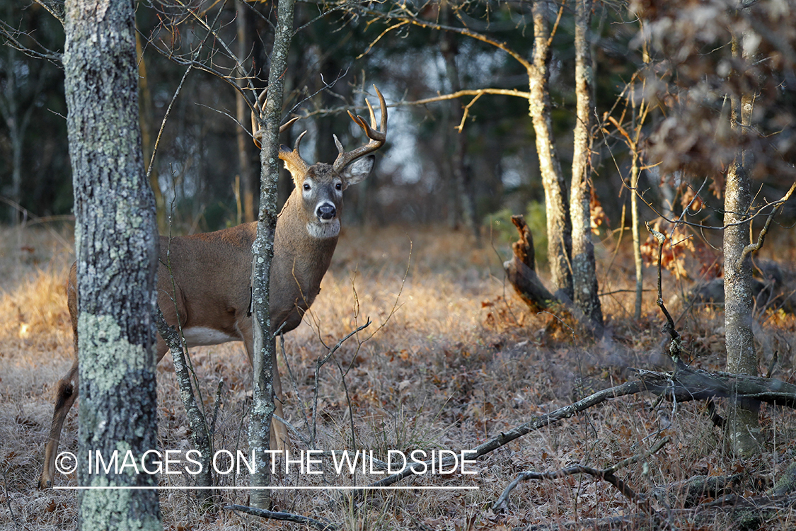 White-tailed buck in habitat.