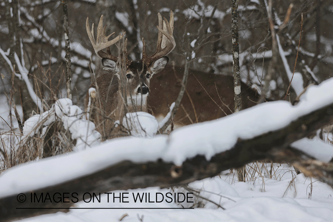 White-tailed buck in winter habitat.