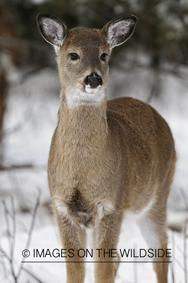 White-tailed fawn in habitat.