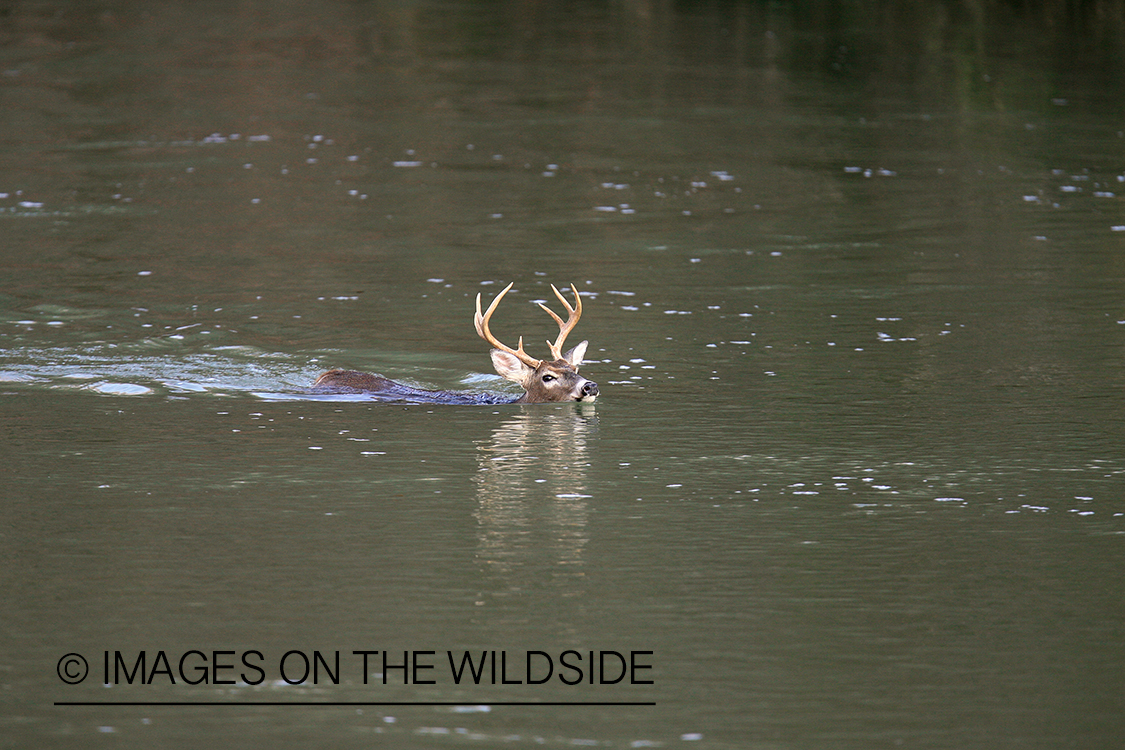 White-tailed buck swimming.