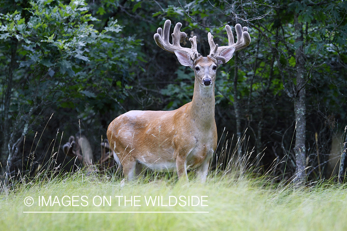 White-tailed buck in habitat.