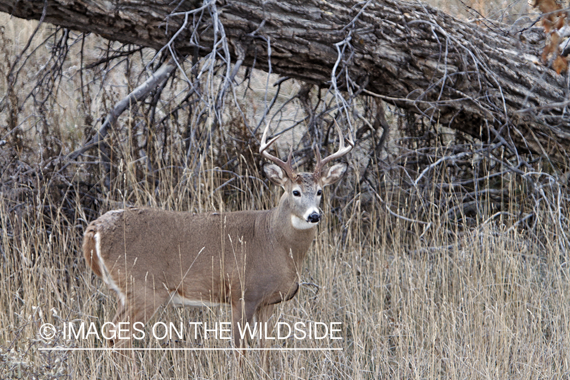 View of White-tailed buck in habitat from tree stand.