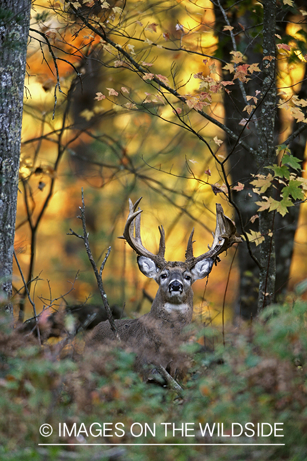 White-tailed buck in habitat.