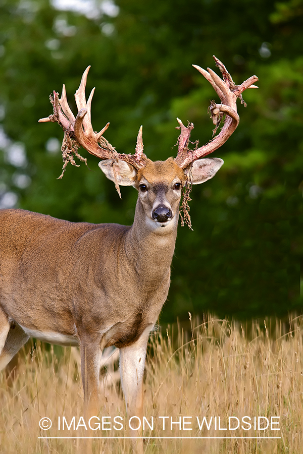 White-tailed buck shedding velvet.