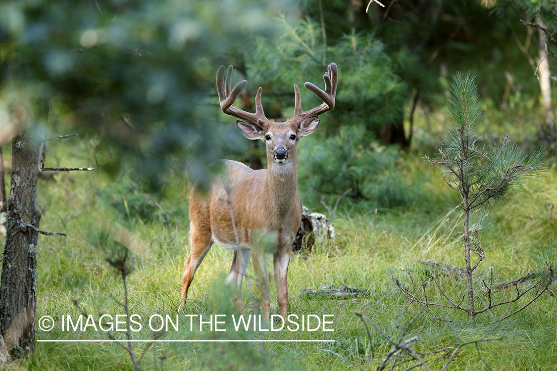 White-tailed buck in velvet.