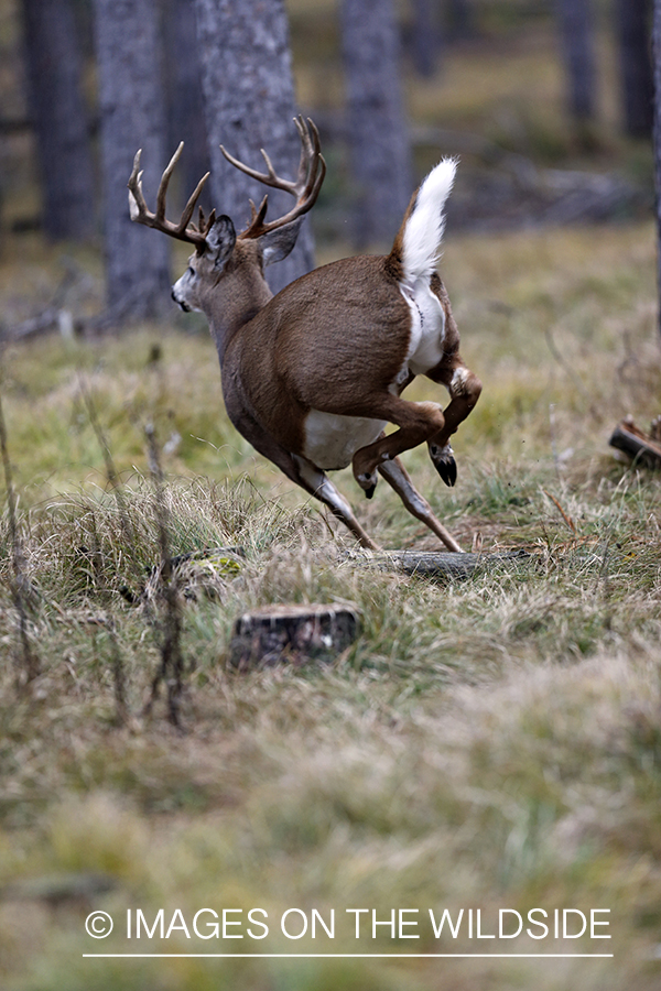 White-tailed buck fleeing.