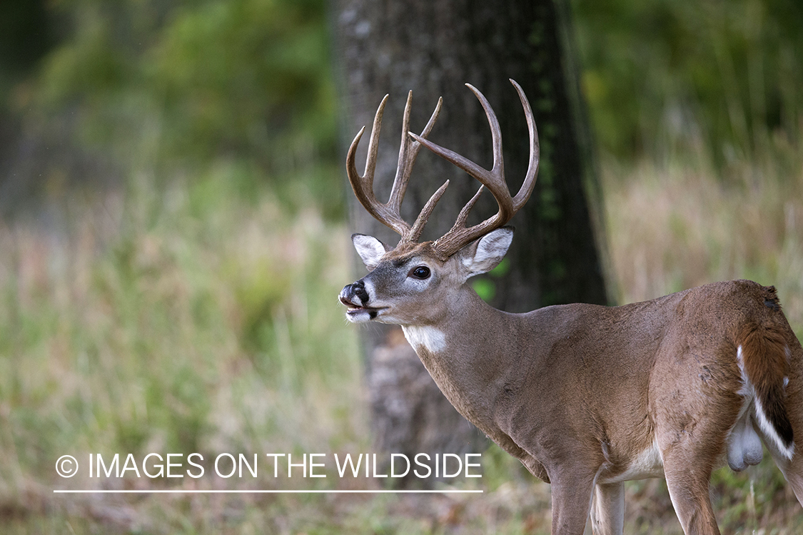 White-tailed buck lip curling.