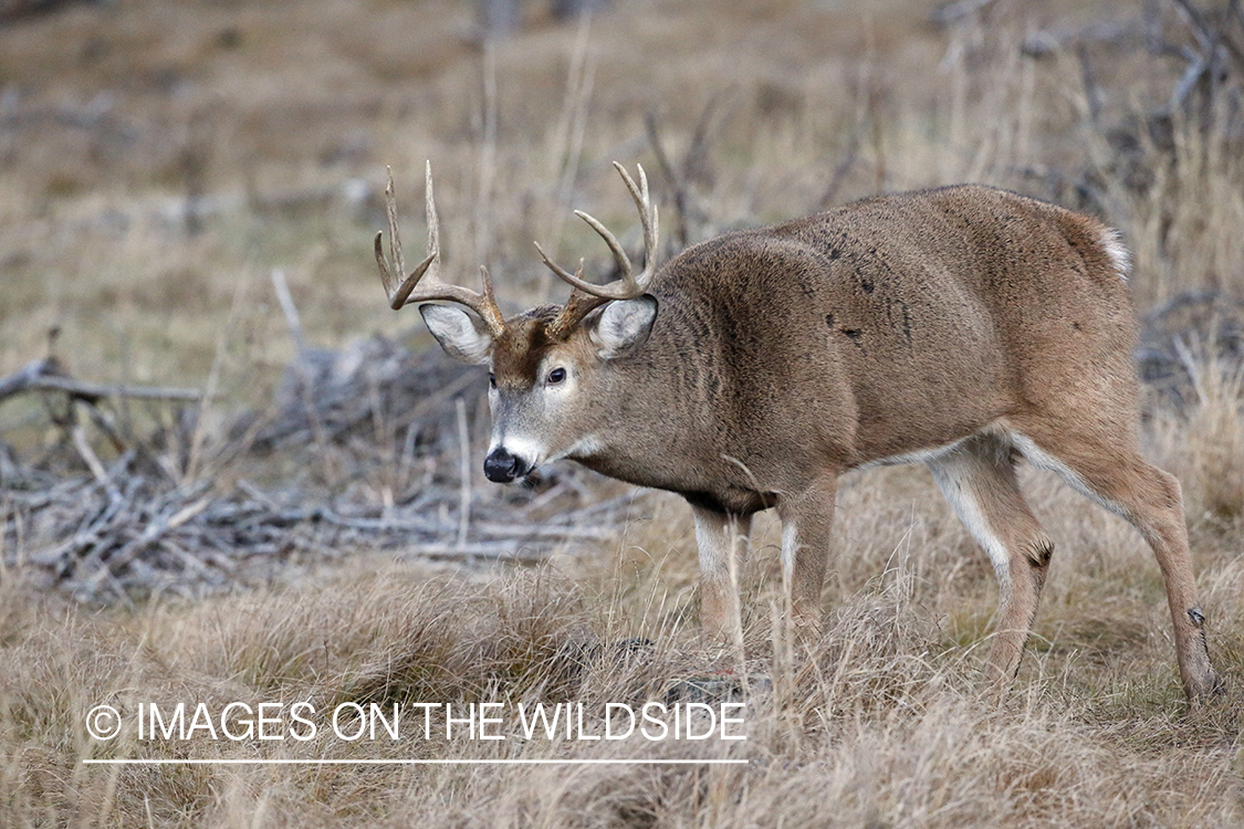 White-tailed buck following doe trail during the rut.