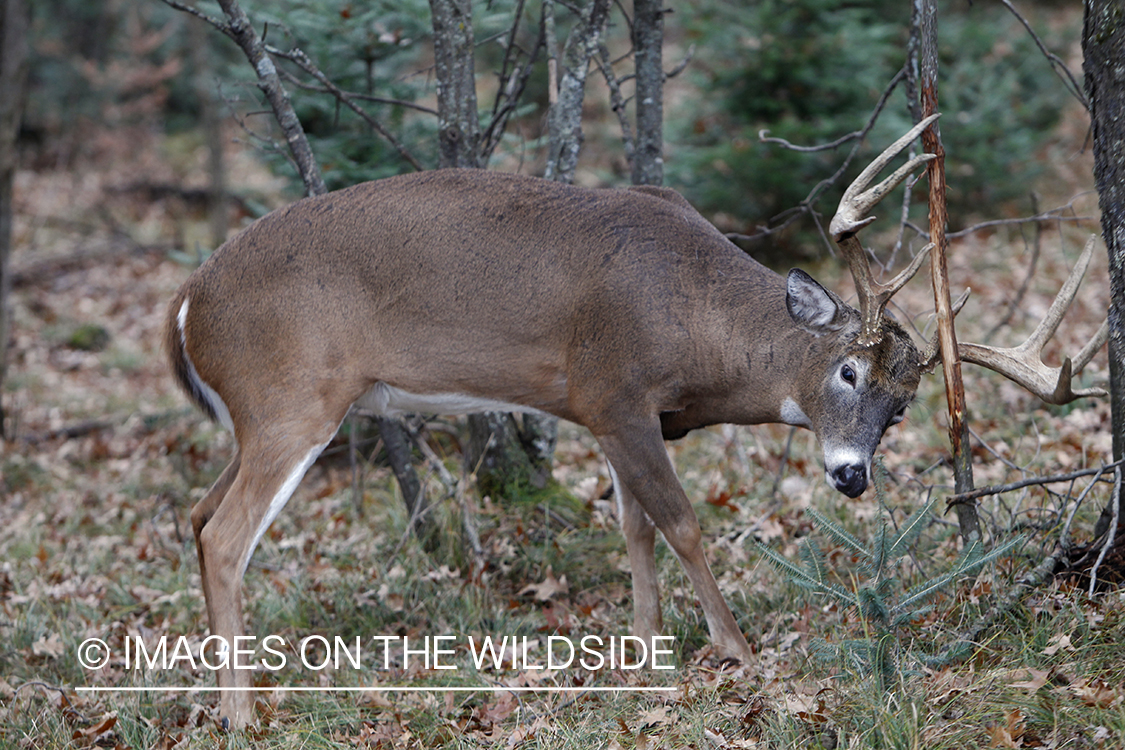 White-tailed buck making scrape.