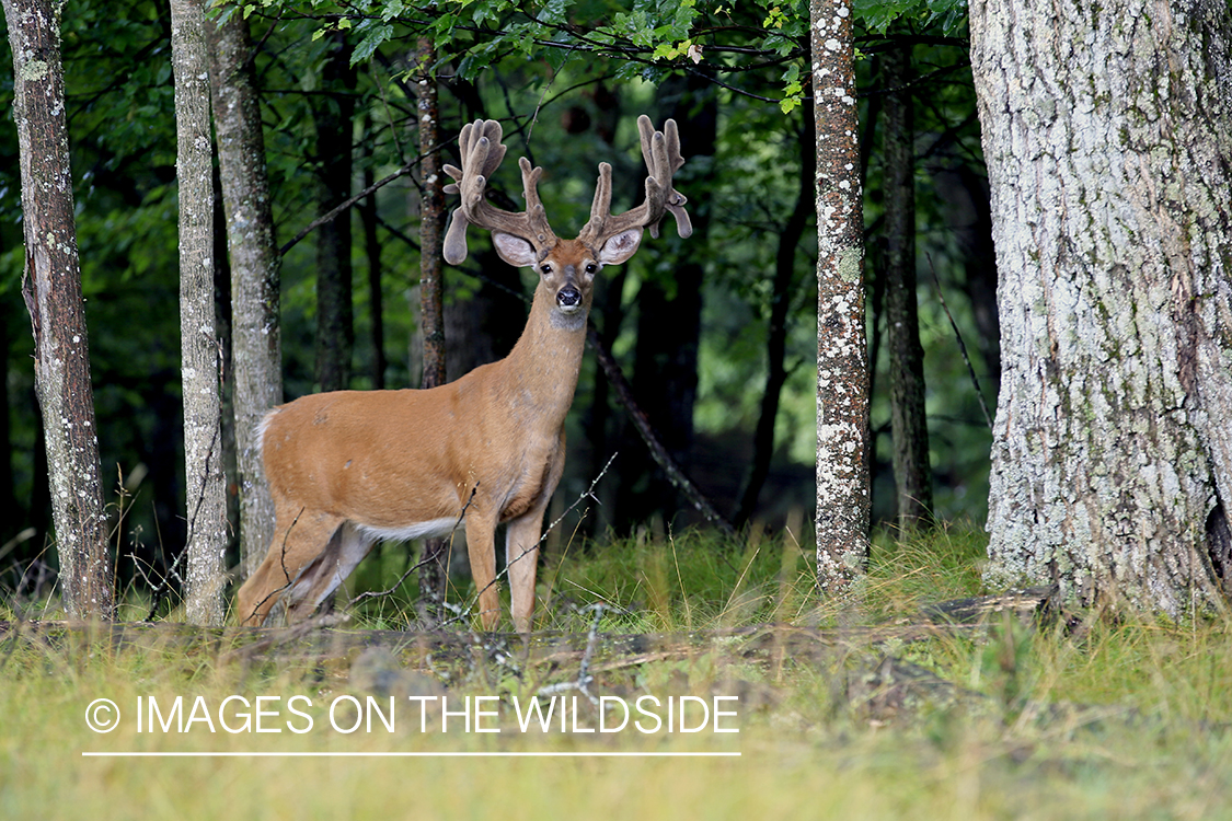 White-tailed Buck in Velvet.