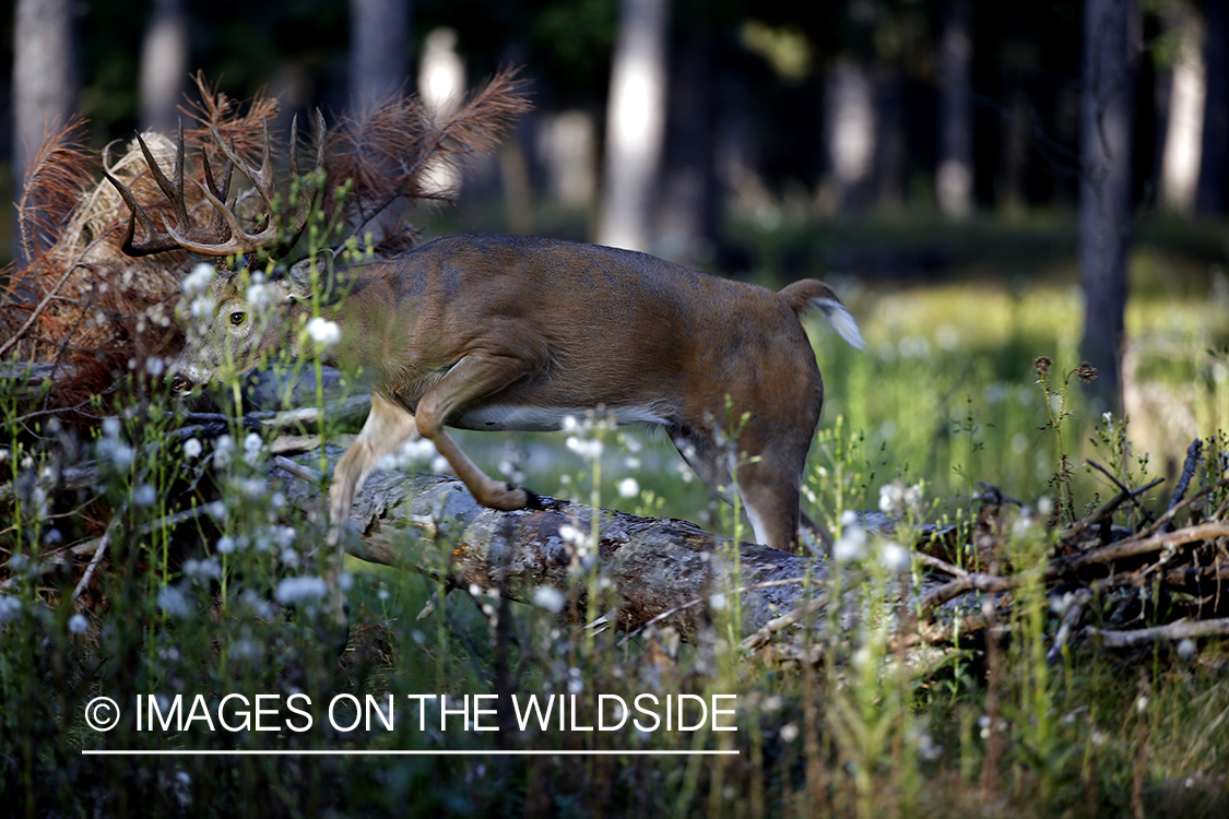 White-tailed buck jumping over log.