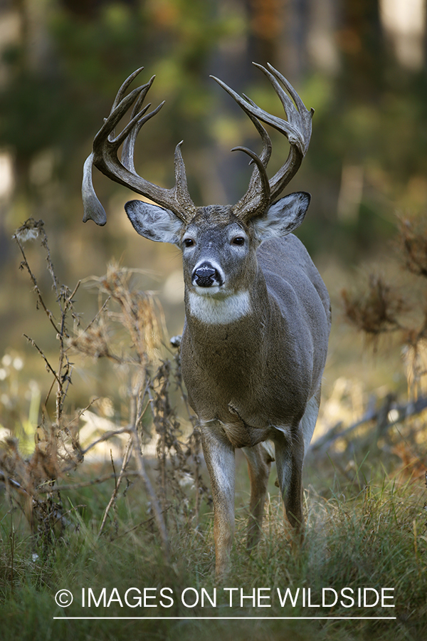 White-tailed buck in woods.