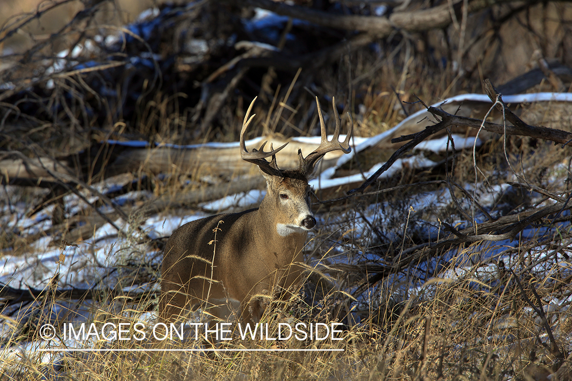 White-tailed buck in tree line.