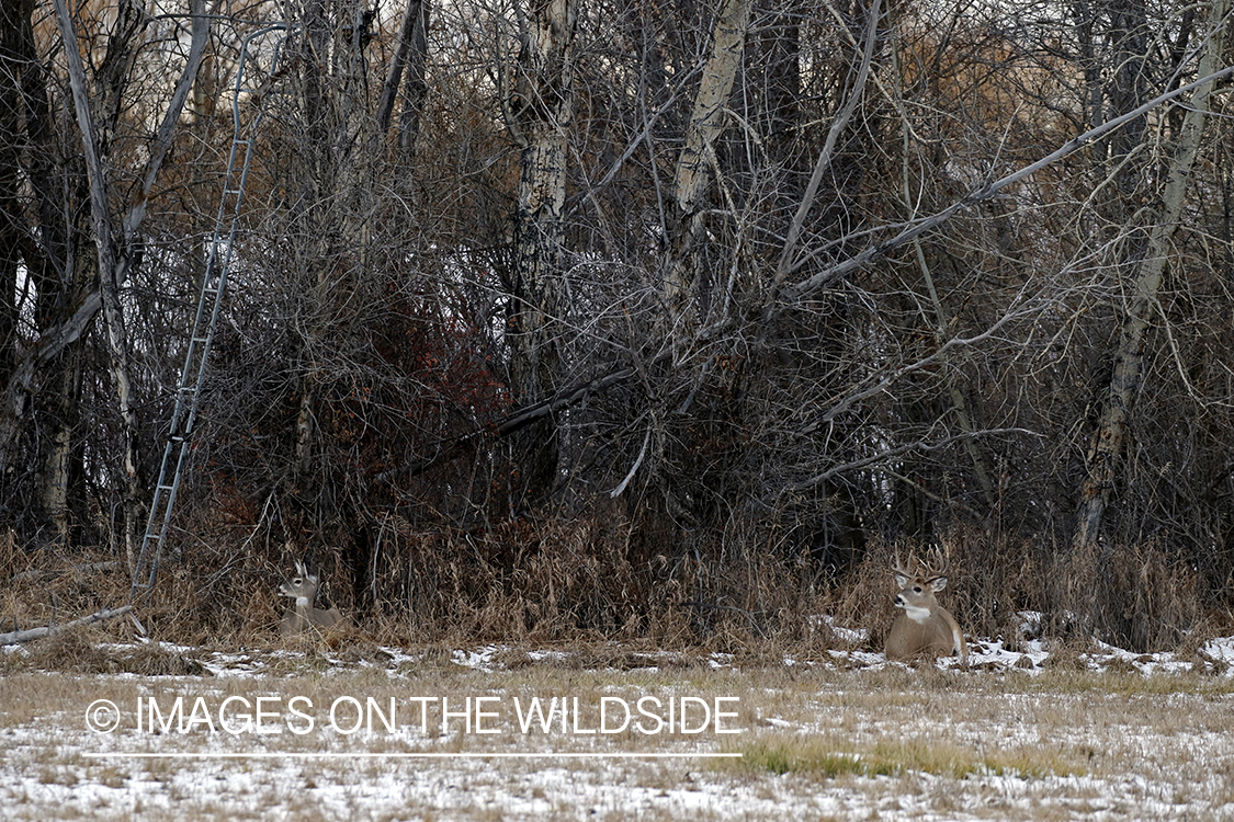 White-tailed buck with in heat doe under tree stand.